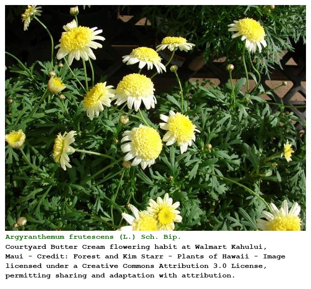 Argyranthemum frutescens (L.) Sch. Bip.
